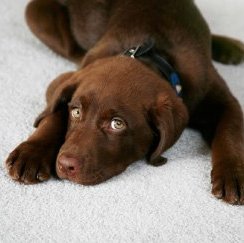 puppy on floor - Couture Floors in TX